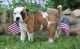 American Bulldog Puppies for sale in Escondido, CA, USA. price: $600