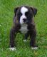 American Bulldog Puppies for sale in Philadelphia, PA, USA. price: $500