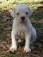 American Bulldog Puppies for sale in Boston, MA, USA. price: $650