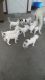 American Bulldog Puppies for sale in Goldsboro, NC, USA. price: NA