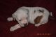 American Bulldog Puppies for sale in Edwards, MO 65326, USA. price: NA