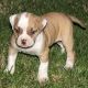 American Bulldog Puppies for sale in San Jose, CA 95113, USA. price: NA
