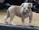 American Bulldog Puppies for sale in Rice, MN 56367, USA. price: NA