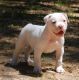 American Bulldog Puppies for sale in Brunswick, OH 44212, USA. price: NA