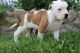 American Bulldog Puppies for sale in Salem, OR, USA. price: $600