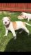 American Bulldog Puppies for sale in New Castle, PA, USA. price: NA