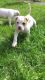 American Bulldog Puppies for sale in Erie, PA, USA. price: NA