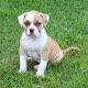 American Bulldog Puppies for sale in Louisville, KY, USA. price: $600