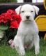 American Bulldog Puppies for sale in Jacksonville, FL, USA. price: NA