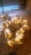 American Bulldog Puppies for sale in Montgomery, AL, USA. price: NA