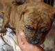 American Bulldog Puppies for sale in Florence St, Denver, CO, USA. price: NA