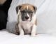 American Bulldog Puppies for sale in Ohio Dr SW, Washington, DC, USA. price: NA