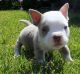 American Bulldog Puppies for sale in Pittsburgh, PA 15255, USA. price: NA