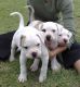 American Bulldog Puppies for sale in Tampa, FL, USA. price: NA