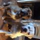 American Bulldog Puppies for sale in Dallas, TX, USA. price: $500