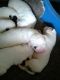 American Bulldog Puppies for sale in Louisiana St, Houston, TX, USA. price: NA