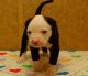 American Bulldog Puppies for sale in Dallas, TX, USA. price: NA