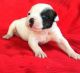American Bulldog Puppies for sale in Jacksonville, FL, USA. price: NA