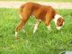 American Bulldog Puppies for sale in Hocking County, OH, USA. price: NA