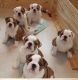 American Bulldog Puppies for sale in Asheville, NC, USA. price: NA