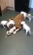American Bulldog Puppies for sale in Indianapolis, IN, USA. price: NA