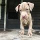 American Bulldog Puppies for sale in East St Louis, IL 62204, USA. price: NA
