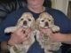 American Bulldog Puppies for sale in Chicago, IL, USA. price: $500