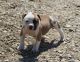 American Bulldog Puppies for sale in Coshocton, OH 43812, USA. price: NA
