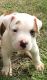 American Bulldog Puppies for sale in Rayne, LA 70578, USA. price: NA