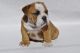 American Bulldog Puppies for sale in New York Ranch Rd, Jackson, CA 95642, USA. price: NA