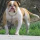 American Bulldog Puppies for sale in Park Forest, IL, USA. price: NA