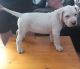 American Bulldog Puppies for sale in Atlantic Ave, New York, NY, USA. price: NA