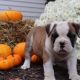 American Bulldog Puppies for sale in Canton, OH, USA. price: NA