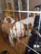 American Bulldog Puppies for sale in Central Park West, New York, NY, USA. price: NA