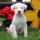 American Bulldog Puppies for sale in Black River Falls, WI 54615, USA. price: NA