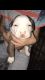 American Bulldog Puppies for sale in New Orleans, LA, USA. price: $120