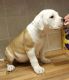 American Bulldog Puppies for sale in Buffalo, NY, USA. price: NA