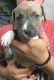 American Bulldog Puppies for sale in Mililani, HI 96789, USA. price: $500