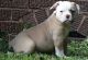 American Bulldog Puppies for sale in Caldwell, ID 83605, USA. price: NA