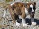 American Bulldog Puppies for sale in Louisville, KY 40210, USA. price: $650