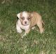 American Bulldog Puppies for sale in Galliano, LA 70354, USA. price: $650