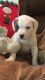American Bulldog Puppies for sale in New York, IA 50238, USA. price: NA