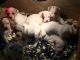 American Bulldog Puppies for sale in New York, IA 50238, USA. price: $600