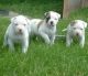 American Bulldog Puppies for sale in St. Louis, MO, USA. price: $400
