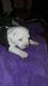 American Bulldog Puppies for sale in Toledo, OH, USA. price: NA