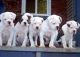 American Bulldog Puppies for sale in Candiac, QC, Canada. price: NA