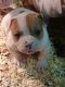 American Bulldog Puppies for sale in West Islip, NY, USA. price: NA