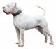 American Bulldog Puppies for sale in TX-249, Houston, TX, USA. price: NA