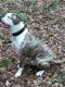 American Bulldog Puppies for sale in TX-249, Houston, TX, USA. price: NA
