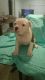 American Bulldog Puppies for sale in Castaic, CA 91384, USA. price: NA